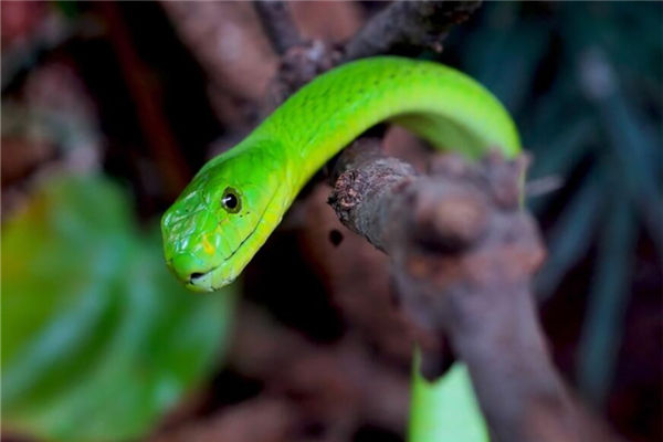 生肖屬蛇的人脾氣性格_十二生肖