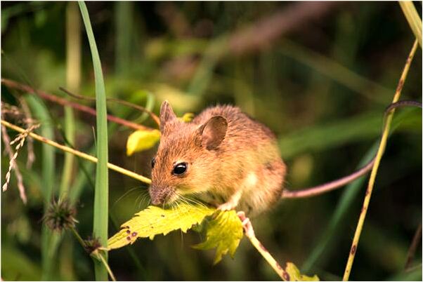 夢見自己戴著項鍊玉的是什麼徵兆_周公解夢官網
