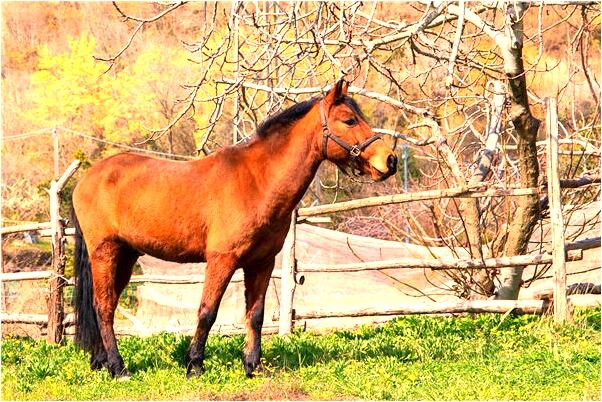 夢見粉紅色的包包不見了意味著什麼_周公解夢官網