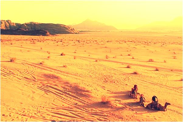 夢到了兩棵樹被砍只剩樹樁預示了什麼_周公解夢官網