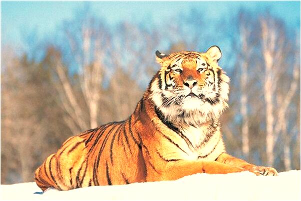 夢見別人燒得很傷預示什麼_周公解夢官網