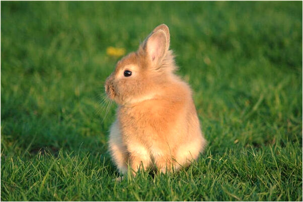 夢到背著情敵有什麼寓意嗎_周公解夢官網