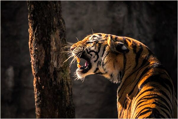 夢見牙齒全掉完了是好事還是壞事_周公解夢官網