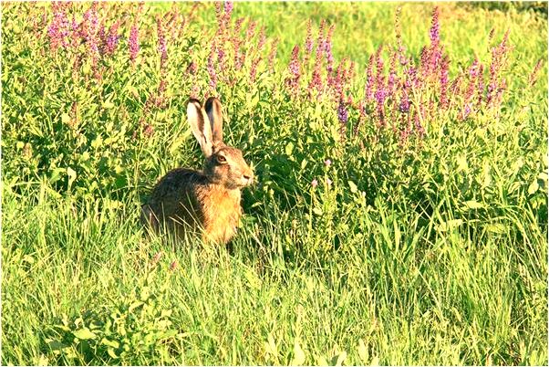 夢到了臥室房頂塌了是什麼預兆？_周公解夢官網