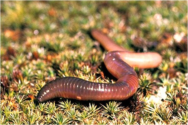 夢見夢心臟被刺喊救命有什麼意義嗎_周公解夢官網