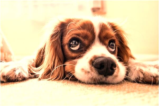 夢到了夢自己孩子頭摔破出血會有什麼預兆_周公解夢官網