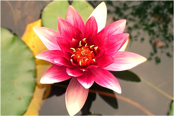 夢到了洗澡時女性闖入有什麼預兆_周公解夢官網