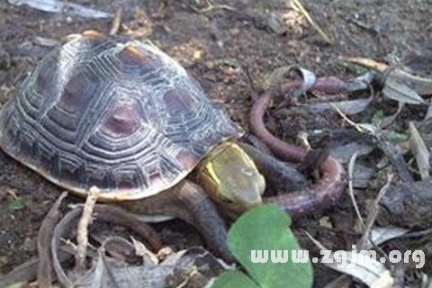 Dream of tortoise snake