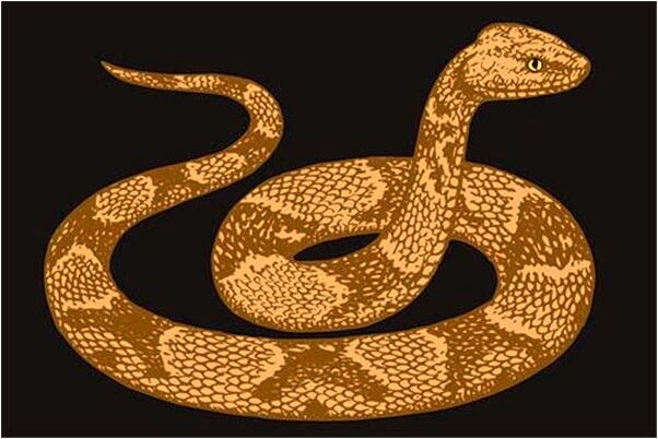 夢到了撿了橘子有的桔子還開皮了預示著什麼_周公解夢官網