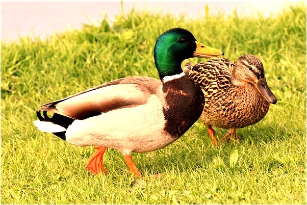 夢到了我買了一件藍色格子襯衫有什麼含義_周公解夢官網