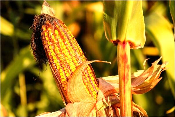 夢到壽星老會有什麼預兆_周公解夢官網