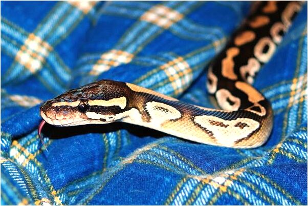 夢到了殺自己的孩子有什麼意思嗎_周公解夢官網