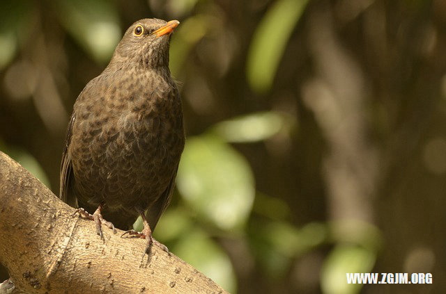 夢見追小偷沒追上_周公解夢夢到追小偷沒追上是什麼意思_做夢夢見追小偷沒追上好不好_周公解夢官網