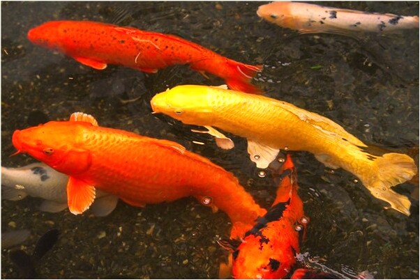 夢見別人在我床上拉屎的預兆_周公解夢官網