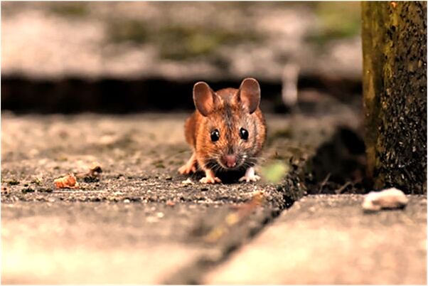 夢到了小男怪物是自己孩子有什麼含義_周公解夢官網