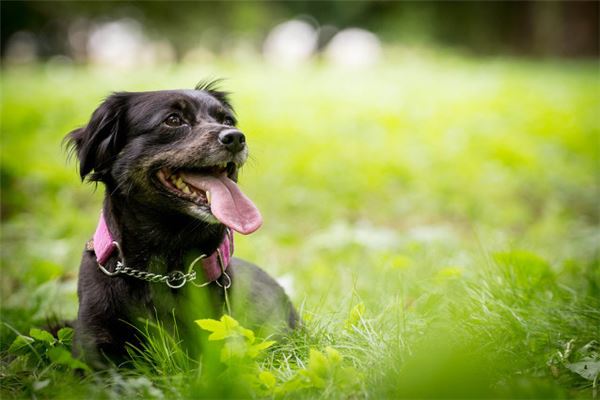 夢見被狗_周公解夢