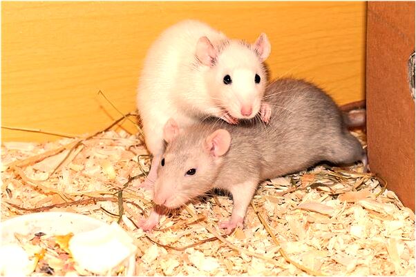 夢到了自己的皮包包是不是好的徵兆呢_周公解夢官網