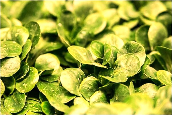 夢到了算命的來我家給我算命啥意思_周公解夢官網