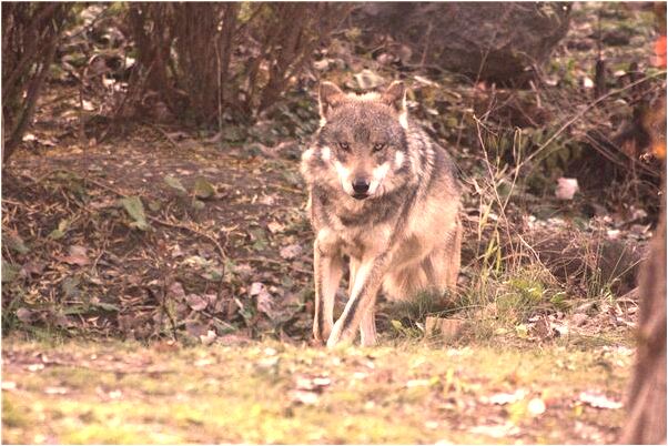 夢見和老婆從高處掉下是什麼啟示_周公解夢官網