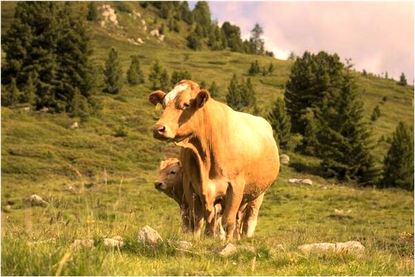 夢到了茬公被火燒死預示什麼_周公解夢官網