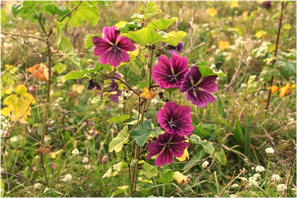 夢見東西拿走不給錢代表著什麼_周公解夢官網