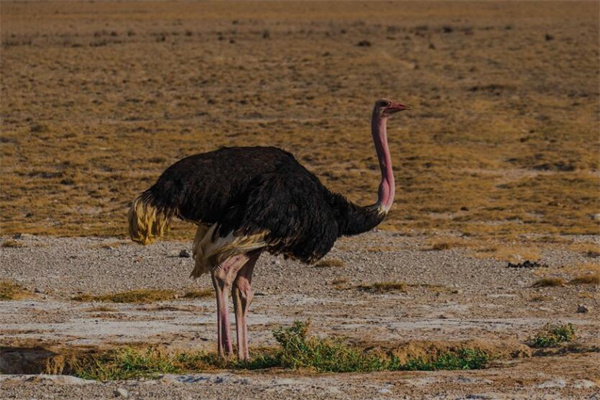 夢到了駝鳥什麼寓意_周公解夢