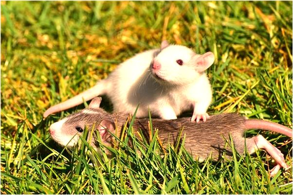 夢見父親沒有了雙手是什麼徵兆_周公解夢官網