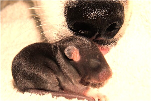 夢見黑龍變黑馬被別人降服好不好_周公解夢官網