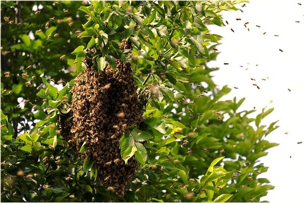 夢到我向別人要帳怎么樣_周公解夢官網