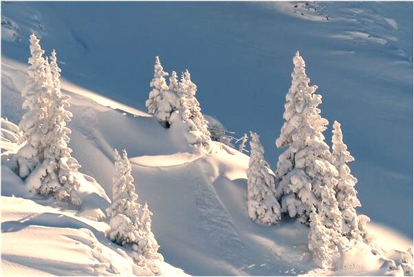 夢到了花蛇和老虎是什麼意思？_周公解夢官網