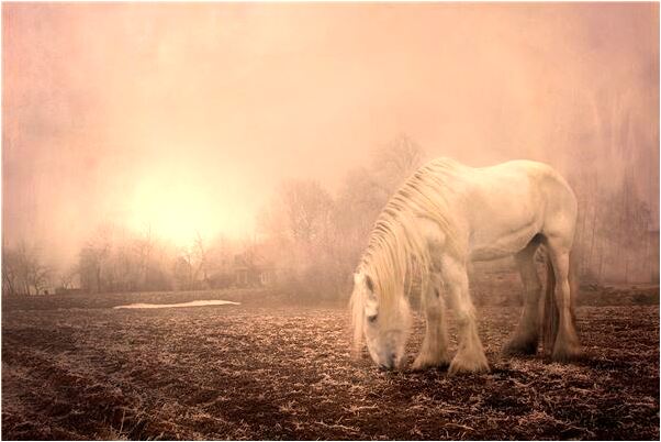 夢到媽媽和嫂子生病快死了代表著什麼？_周公解夢官網