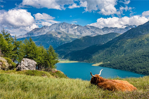 夢見牛跑了追牛啥意思_周公解夢