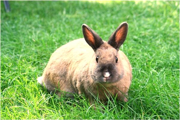 夢到拍手手裂開裡面有蟲子預示著什麼_周公解夢官網