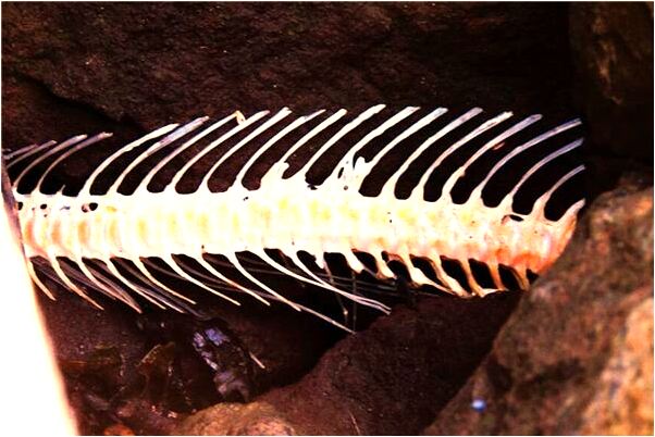 夢到了金筷子是什麼徵兆_周公解夢官網