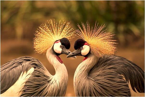 夢見路上很多落葉好不好_周公解夢官網