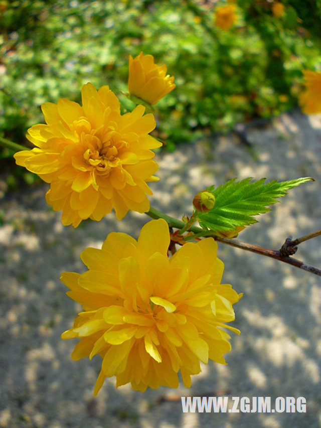 夢見已故的人對我笑_周公解夢夢到已故的人對我笑是什麼意思_做夢夢見已故的人對我笑好不好_周公解夢官網