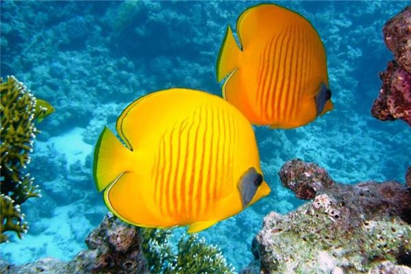 夢見魚鱗_周公解夢