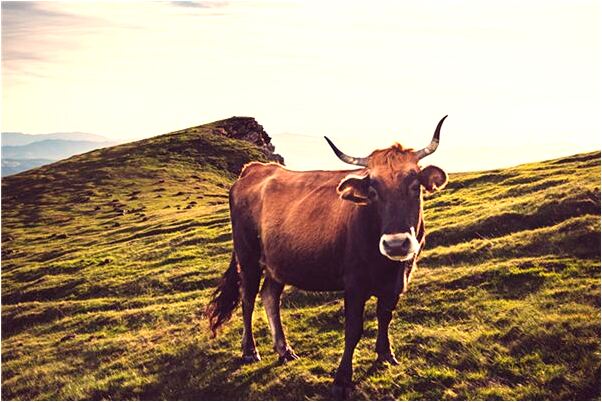 夢到自己變成蝴蝶有何寓意_周公解夢官網