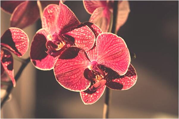 夢見老婆生個雙胞胎有何寓意_周公解夢官網