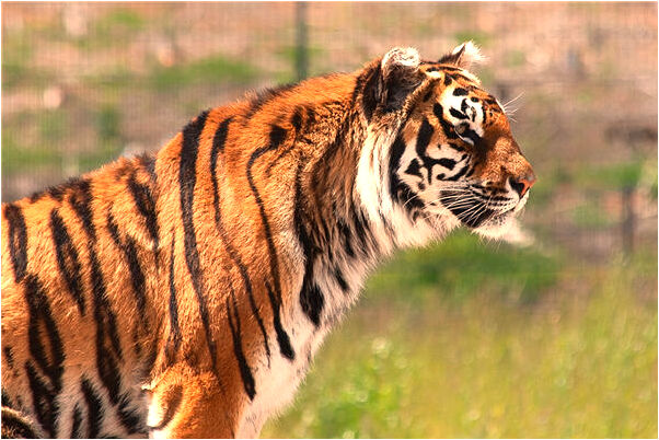 夢到姐姐離婚了是不是好的徵兆呢_周公解夢官網