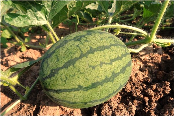 夢到了逮了好大鯰魚怎么樣_周公解夢官網