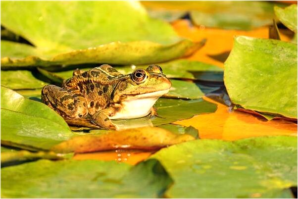 夢見米白色小狐狸是什麼預兆_周公解夢官網
