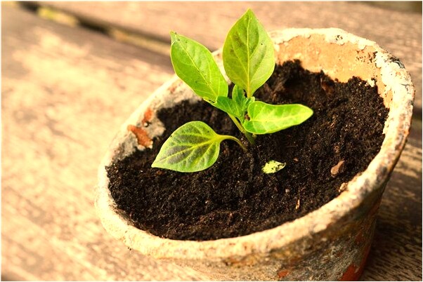 夢見房間窗外有大棕熊在水邊玩是吉兆嗎?_周公解夢官網