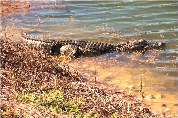 夢到了自己和別人打架自己出血是什麼徵兆_周公解夢官網
