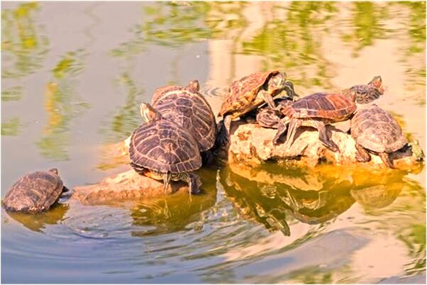 夢到了提前結婚是不是好的徵兆呢_周公解夢官網