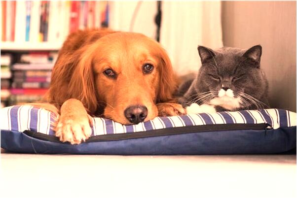 夢到了處於追捕陰謀中是不是好的徵兆呢_周公解夢官網