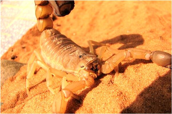 夢見夢找兒子預示了什麼_周公解夢官網