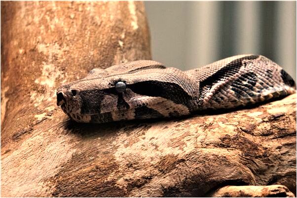 夢見愛人和別人走了什麼預兆_周公解夢官網