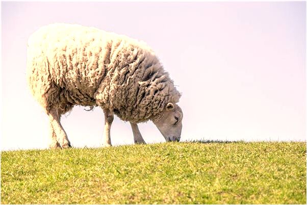 夢到了男人被打什麼預兆_周公解夢官網