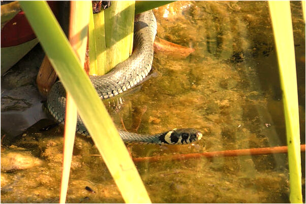 夢到了拿的剪刀傷到孩子了有什麼預示嗎_周公解夢官網